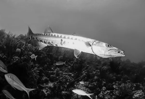 Büyük Barracuda balık — Stok fotoğraf