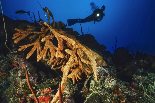 Diver and Finger Sponges — Stock Photo, Image