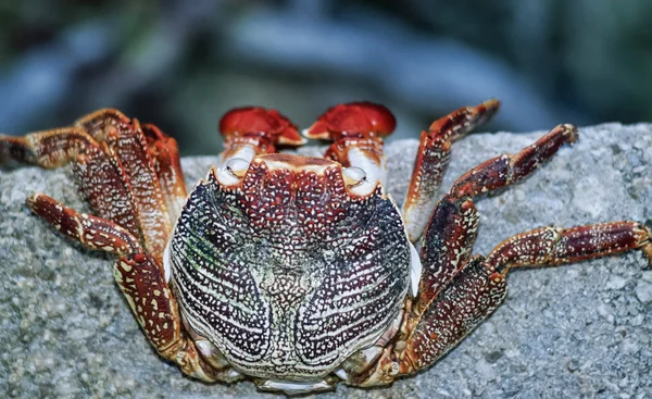 Tropische Krabbe — Stockfoto