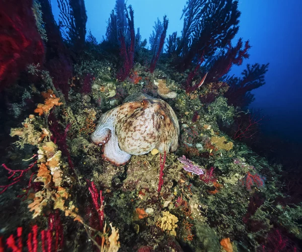 Octopus en rode Gorgonen — Stockfoto