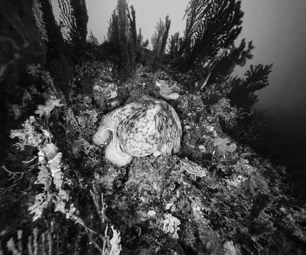 Pieuvre et gorgones rouges — Photo