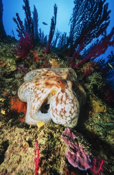 Octopus en rode Gorgonen — Stockfoto
