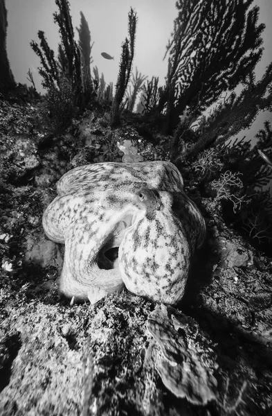 Octopus en rode Gorgonen — Stockfoto