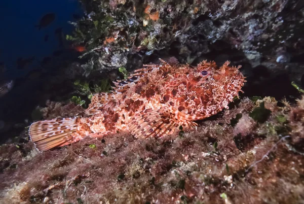 Rockfish in Mediterranean Sea — Stock Photo, Image