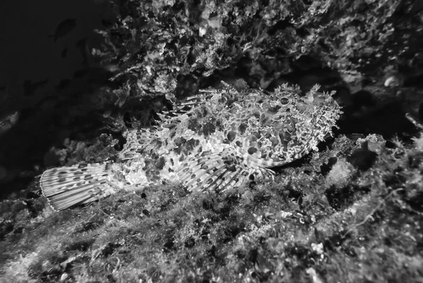 Peixes rochosos no mar Mediterrâneo — Fotografia de Stock