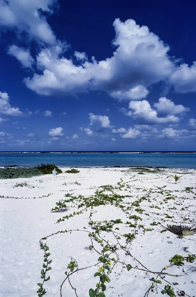 View of a beach — Stock Photo, Image