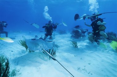 Dalgıçlar ve bir stingrays