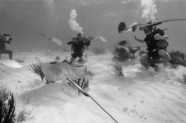 Dalgıçlar ve bir stingrays