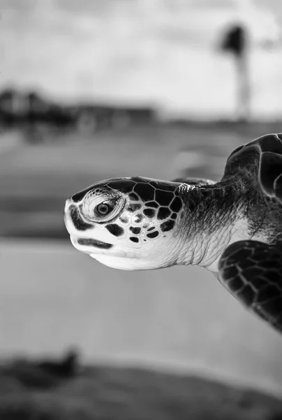 Tortue marine dans une ferme de tortues — Photo