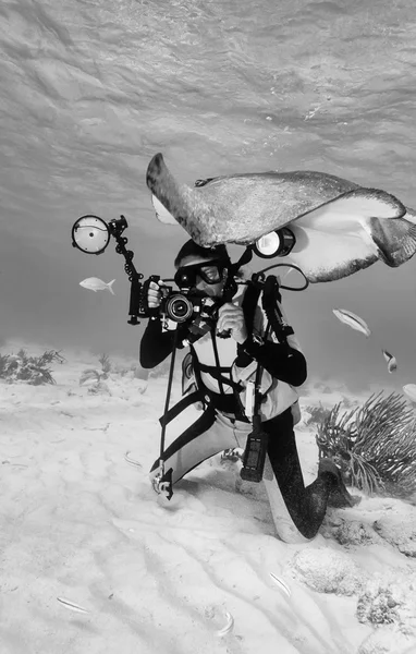Diver and a stingray — Stock Photo, Image