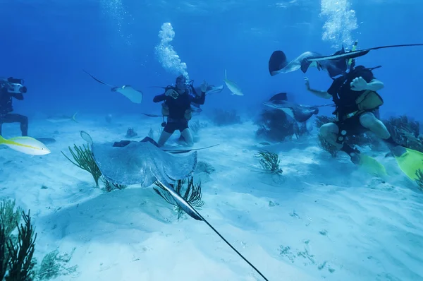 Divers and a stingrays — Stock Photo, Image