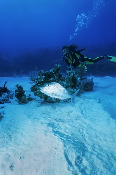 Δύτης και ένα ψάρι snapper — Φωτογραφία Αρχείου