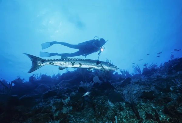 Dalgıç ve büyük bir Barracuda — Stok fotoğraf