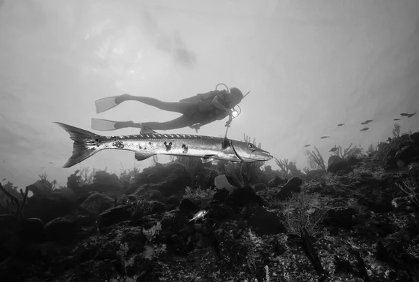 Potápěč a velké Barracuda — Stock fotografie