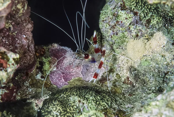 Caranguejo tropical pequeno em corais duros — Fotografia de Stock