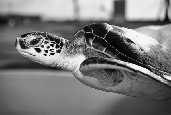 Tortue marine dans une ferme de tortues — Photo