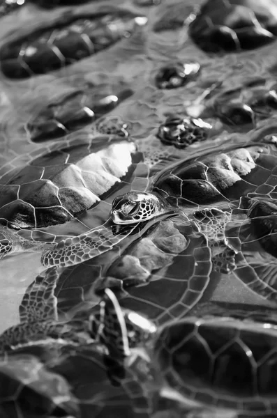 Havssköldpaddor i en sköldpadda gård — Stockfoto