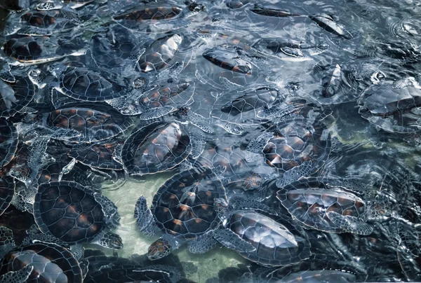 Zeeschildpadden in een schildpad farm — Stockfoto