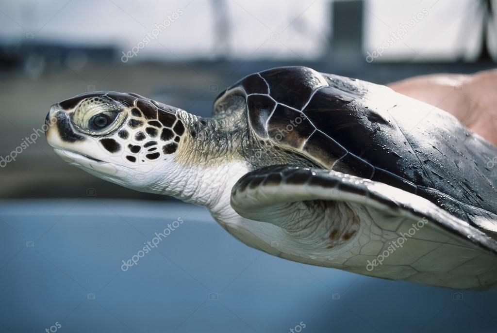 Sea turtle in a turtle farm Stock Photo by ©agiampiccolo 65140523 Sea turtle in a turtle farm Stock Photo by ©agiampiccolo 65140523