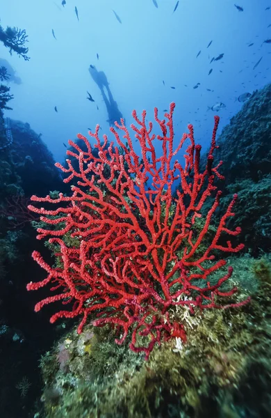 红色的海洋生物柳珊瑚和潜水员 — 图库照片