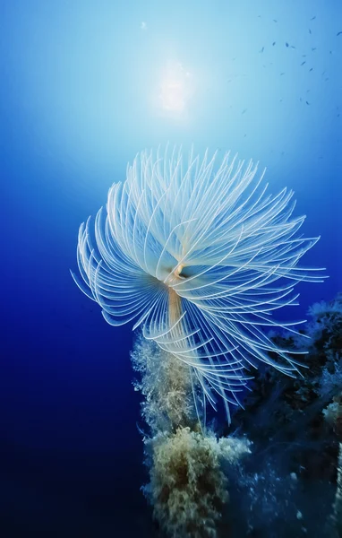 Espirógrafo en el Mar Mediterráneo — Foto de Stock