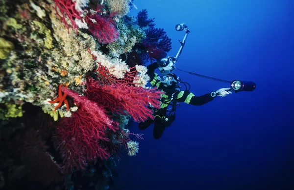 Underwater photographer and red gorgonians — Stock Photo, Image