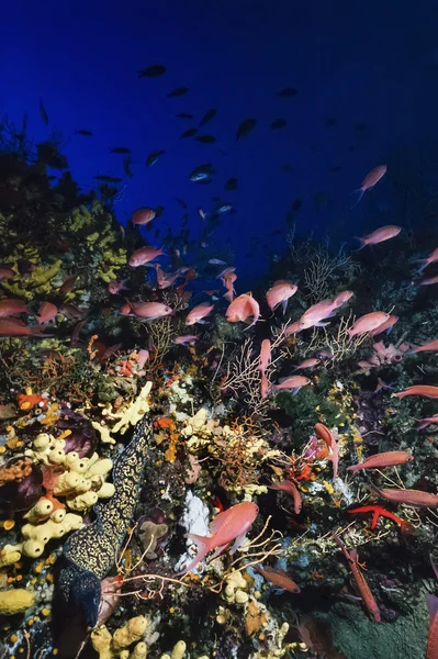 Moray and Anthias school — Stock Photo, Image