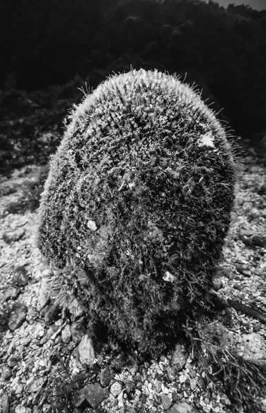 Mexilhão gigante no mar Mediterrâneo — Fotografia de Stock