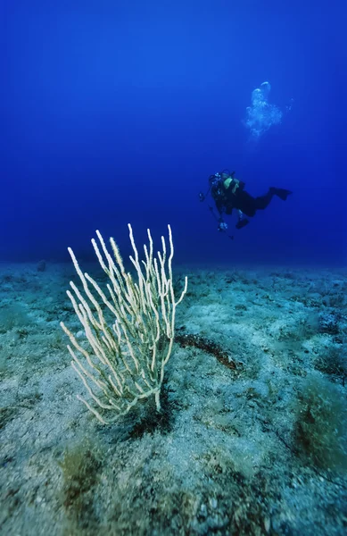 Potápěč a bílé gorgonian — Stock fotografie