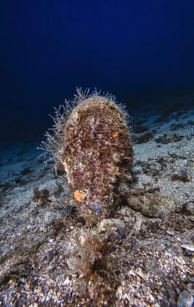 Giant mussel in Mediterranean Sea — Stock Photo, Image
