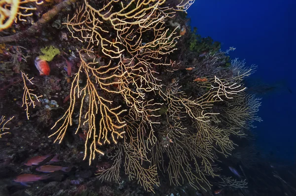 Yellow gorgonians in Mediterranean Sea — Stock Photo, Image