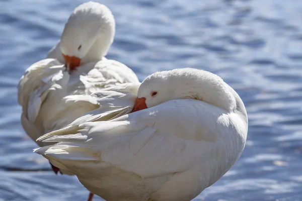 Cisnes en el lago Bracciano — Foto de Stock