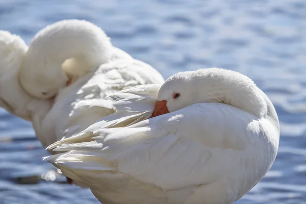Cisnes en el lago Bracciano — Foto de Stock