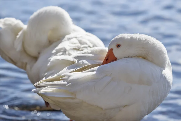 Cisnes en el lago Bracciano — Foto de Stock