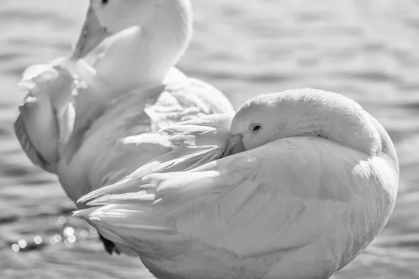 Kuğular Bracciano Gölü üzerinde — Stok fotoğraf