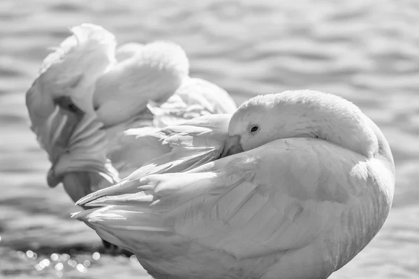 Kuğular Bracciano Gölü üzerinde — Stok fotoğraf