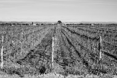 Ragusa eyaletinde, kışın ÜRETIM