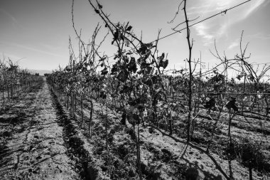 Ragusa eyaletinde, kışın ÜRETIM