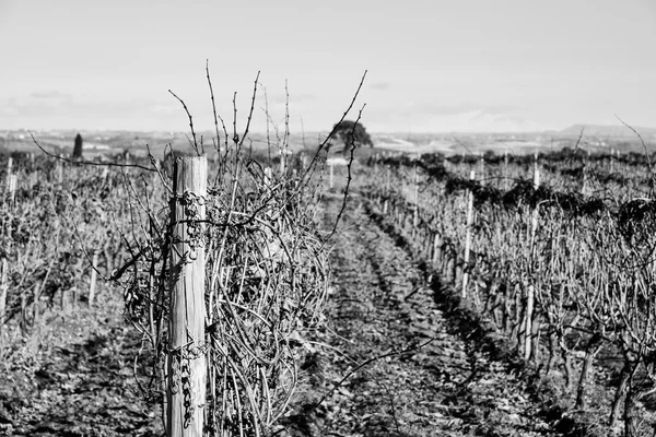 Wineyard w zimie w prowincji Ragusa — Zdjęcie stockowe