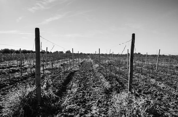 Weinberg im Winter in der Provinz Ragusa — Stockfoto