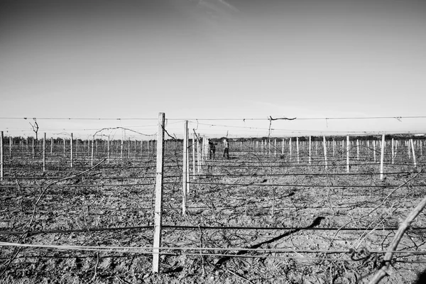 Vigneto invernale in provincia di Ragusa — Foto Stock