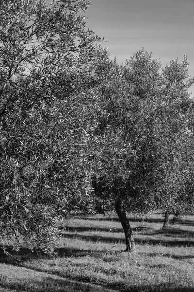 Zeytin ağaçları kırsal — Stok fotoğraf