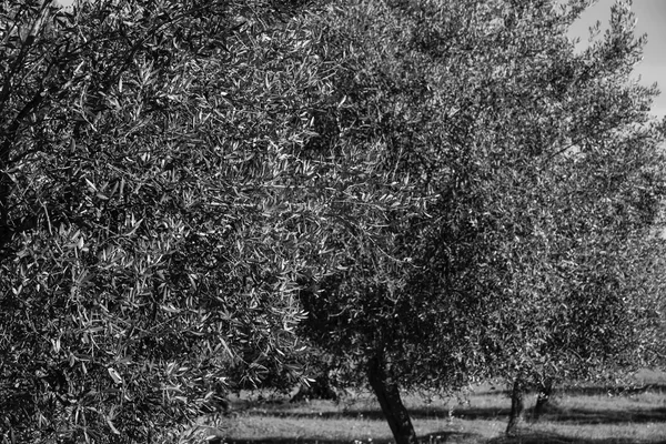 Olivträd på landsbygden — Stockfoto