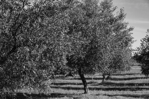 Olive trees at countryside — Stock Photo, Image