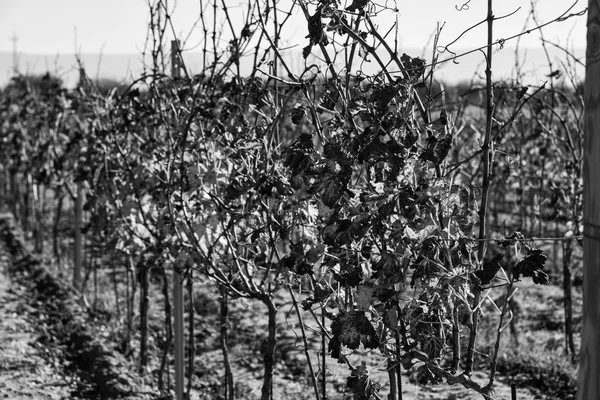 Wineyard w zimie w prowincji Ragusa — Zdjęcie stockowe