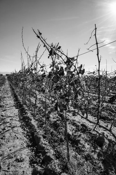 Wineyard in winter at Ragusa Province — Stock Photo, Image