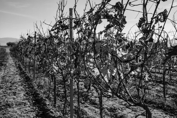 Wineyard in winter at Ragusa Province — Stock Photo, Image