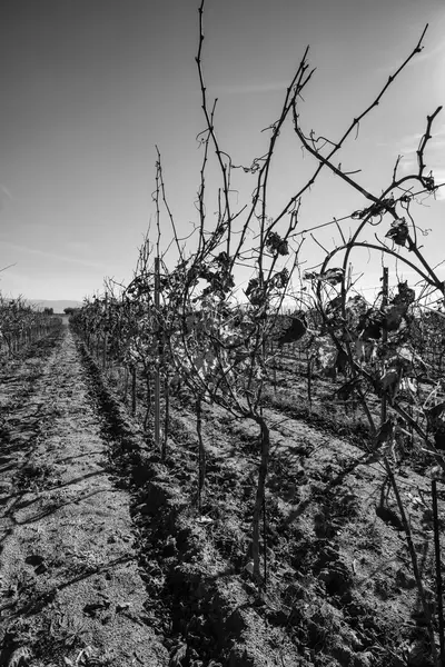 Wineyard w zimie w prowincji Ragusa — Zdjęcie stockowe