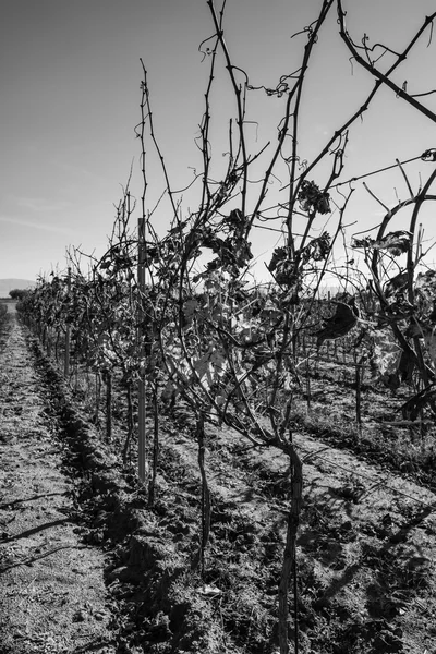 Wineyard in winter at Ragusa Province — Stock Photo, Image