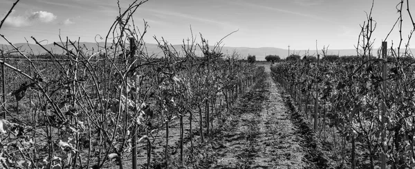 Wineyard in winter at Ragusa Province — Stock Photo, Image